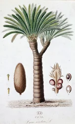 Palm Cycas Revoluta - Botanisk bord