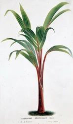 Palm Hyophorbe Amaricaulis (Mauritius) - Botanisk bord