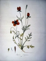 Papaver Argemone (Blomst og plante av valmue Argemone). Herbarium fra 1800-tallet.