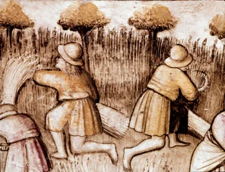 Bønder som klipper bles miniatyr fra codex 212 (eller Padovano Codice eller Bible of Padua) 1390-1400 Rovigo, Accademia dei Concordi