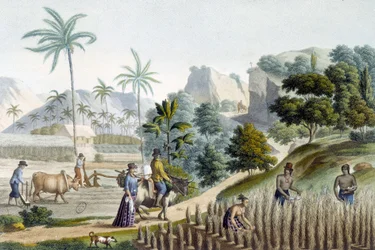 Pilling og planting av ris på Guam Island (Mikronesia)