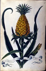 Ananas. Botanisk bord fra 1800-tallet.