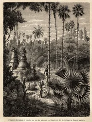 Planting av borassus-palmer i Laos og innsamling av palmevin, som er ingen ringere enn syven til det innsnittede treet, væsken samles i en bambus, og stammen forvandles til en ekte skala, ved hjelp av små rottingstriper, der tipsene til