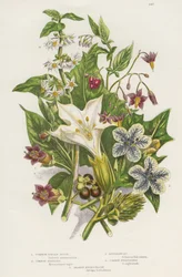 Giftige planter. I tillegg til den giftige svarte eller vanlige nattskyggen (Solanum nigrum) øverst til venstre og bittersøt nattskygge eller klatrende nattskygge (Solanum dulcamara) øverst til høyre, finnes den farligere belladonna (Atropa belladonna)