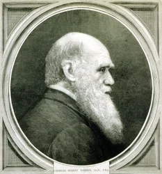 Portrett av Charles Darwin (1809 - 1882)