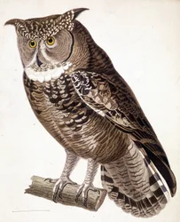 Raptor: Afrikansk ugle. 1800-talls gravering