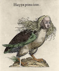 Representasjon av en harpygravering av Ulisse Aldrovandi (1522-1605), "History of Monsters", Bologna 1642