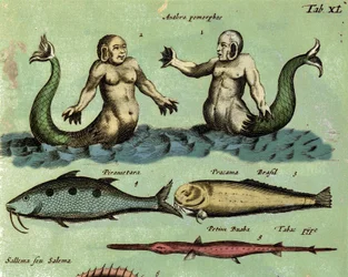 Representasjon av en sirene og en triton, en fantastisk marin skapning beskrevet i et zoologiatlas. Detalj. 17. århundre