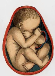 Representasjon av en livmor med graviditet. "Den nye naturlige medisinen"" av F.E. Bilz.1898.
