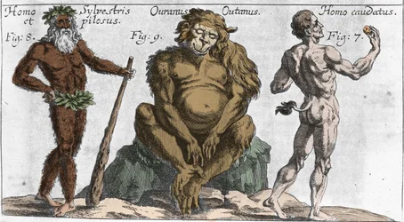 Fremstillinger av forskjellige monstrøse skapninger: en skogmann eller hårete mann, en orangutangape (orangutang, orang-outang, orang-utang) og en mann med hale. Plansje fra «Mundi Mirabilis Oeconomia» av Johann Zahn, 1696. Milano.