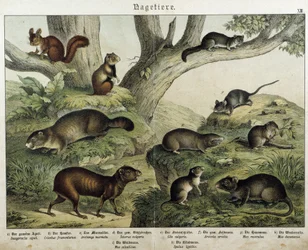 Gnager: ekorn... - i "" Natural histories of pattedyr", red. Schreiber