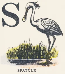 S: slikkepott