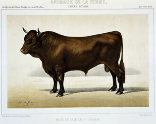 Salers Breed Taurus - i "" Farm Animals""