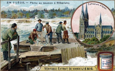 Laksefiske i Elfkarleby, Sverige. Kromolitografi, Liebig-bilde.