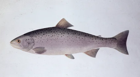 Lakseørret - Naturhistorisk styre