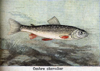 Skyggeridder, gravering fra 1898