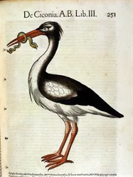 Stork etter Historia Animalium av Conrad Gesner, Zürich 1560. Biblioteca Nazionale Braidense, Milano
