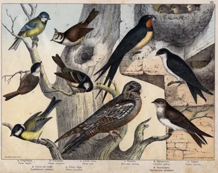 De 5 fuglene til venstre - a: Kjøttmeis (Parus major), b: Blåmeis (Parus coreulus), c: Svartmeis (Parus ater), d: Toppmeis (Lopophanes cristatus), e: Løvmeis (Parus palustris). De 4 fuglene til høyre - a: Låvesvale (Hirondo rustica), b: Svale