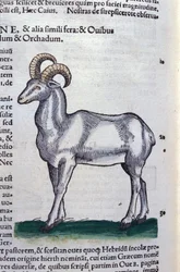 Ibex in Historia Animalium av Conrad Gesner (1516 - 1565), Tiguri