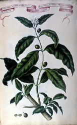 Kaffetreet. Herbarium fra 1800-tallet.