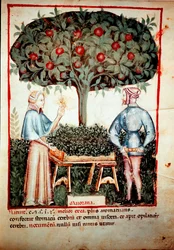 Samlingen av Merian Illuminure fra melking av medisin og kosthold "" Tacuinum sanitatis"" etter melking av medisin "" Kitabtaqwim as-sihha"" av Ibn Butlan