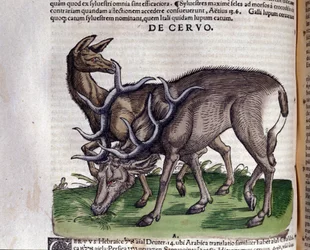 Hjorten etter Historia animalium av Konrad Gesner, Tiguri