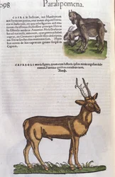 Theer in History of Animals av Conrad Gesner (1516 - 1565), Tiguri