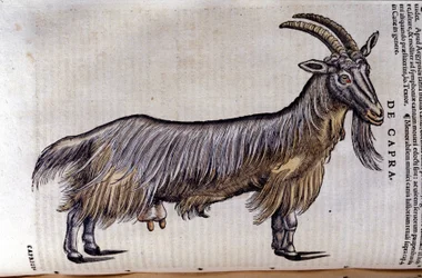 Bukken etter Historia animalium av Konrad Gesner, Tiguri