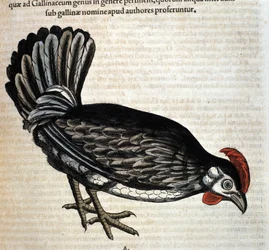 Hønen etter Historia Animalium av Conrad Gesner, Tiguri 1560. Biblioteca Nazionale Braidense, Milano