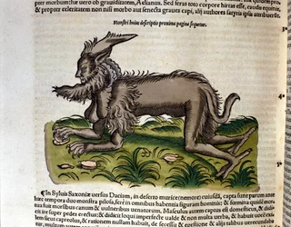 Mantikoraen fra Historia Animalium av Conrad Gesner, Tiguri 1560. Biblioteca Nazionale Braidense, Milano
