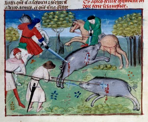 Villsvinjakten i miniatyr fra "" The book of hunting"" av Gaston III Phoebus, greve av Foix, Lord of Bearn (1331-1391)