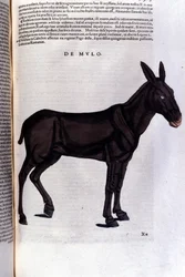 Multen etter Historiae animalium av Konrad Gesner, Tiguri