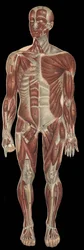 The muscles of the head, trunk and extremities on the anterior part of the body.in “” The new natural medication”” by F.E. Bilz.1898.