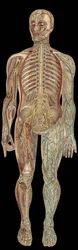 The nervous system.board in” The new natural medication”” by F.E. Bilz.1898.