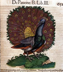 Påfuglen etter Historiae animalium av Konrad Gesner, Zürich