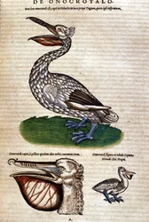 Pelikanen fra "History of Animals" av Konrad Gesner, Tiguri