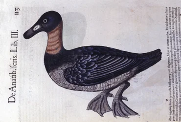 Rødhalsanden etter Historia animalium av Konrad Gesner, Tiguri