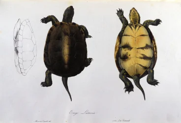Malariaskilpadden Emys Lutaria etter "Fauna Italica" av Bonaparte. Milan