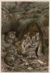 Tiger med tigroner - Tiger (Panthera tigris) med unger - gravering fra "" Brehm