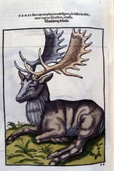 Un reindeer (cervidé) i Historia Animalium de Conrad Gesner (1516 - 1565), Tiguri