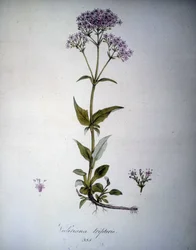 Valeriana lilla eller Valeriana tripteris. Herbarium fra 1800-tallet.