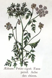 Venenøse botaniske planter: Aethuse, Little Hail, falsk persille og hundeverk. Gravering i "" Den naturlige medisinen "", av Friedrich Eduard Bilz (1842-1922)