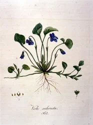 Fiolett. 1800-talls gravering.