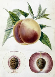Hvit fersken - botanisk bord