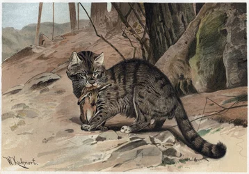 Villkatt - Villkatten (Felis silvestris) - gravering fra "" Brehms dyreliv"" av Alfred Edmund Brehm (1829Ð1884)