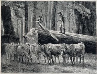Trehoggere i en redwoodskog i California - gravering