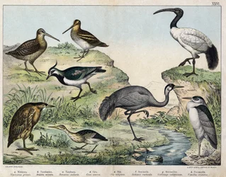 a: Natthårhegre (Nycticorax griseus), b: Dvergrørdrum (Ardetta minuta), c: Rørdrum (Botaurus stellaris), d: Trane (Grus cinerea), e: Hellig ibis (Ibis religiosa), f: Rugde (Scolopax rusticula), g: Snipe (Gallinago), h: Vipe (Vanel).