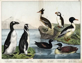 a: Laksand (Mergus merganser), b: Toppdykker (Podiceps cristatus), c: Islom (Colimbus glacialis), d: Teist (Cephis grylle), stor pingvin (Alca impennis), f: Lunde (Fratercula artica), g: Kongepingvin (Aptenodydydydye pa