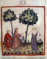 Rabies eller en sint person som klemmer stoff mellom tennene. Illuminasjon fra 14. århundre fra «Tacuinum Sanitatis», Wien, Nasjonalbiblioteket.