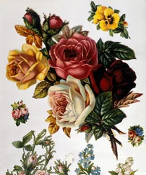 En bukett roser. 1800-talls kromolitografi.